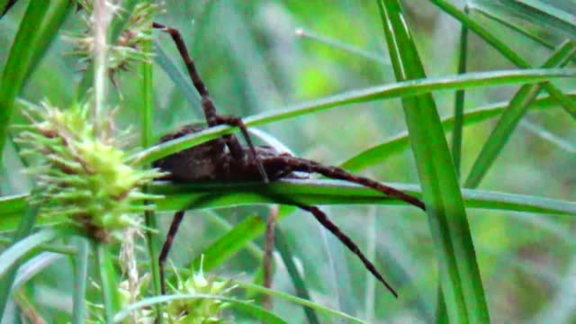 Water Spider