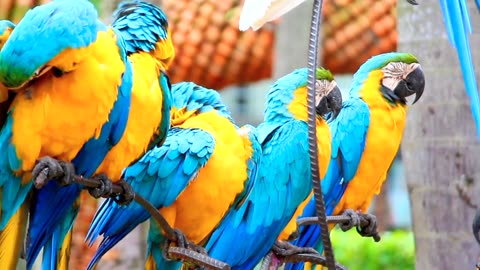 Group of Macaw birds