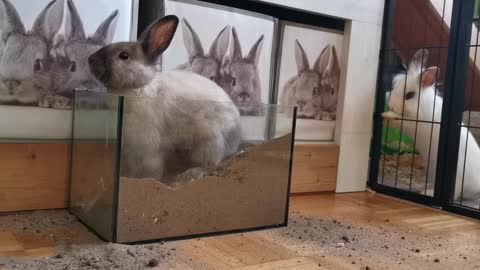 Very idien rabbit trying to escape from the cage 2021😂😂.