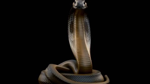 "World's Most Dangerous Snakes: The Majestic Cobra"