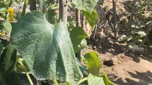 vegetables in the yard