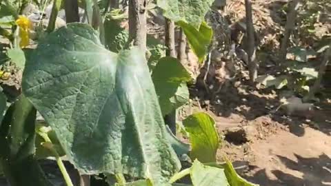 vegetables in the yard