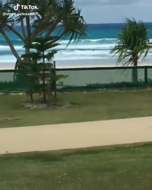 Dog jumping on the other hand