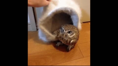 Gif video of hidden owl