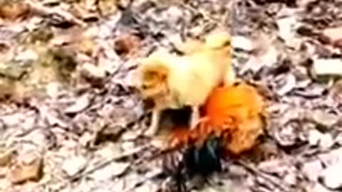 Chicken VS Dog Fight - Fun Dog Fight Video