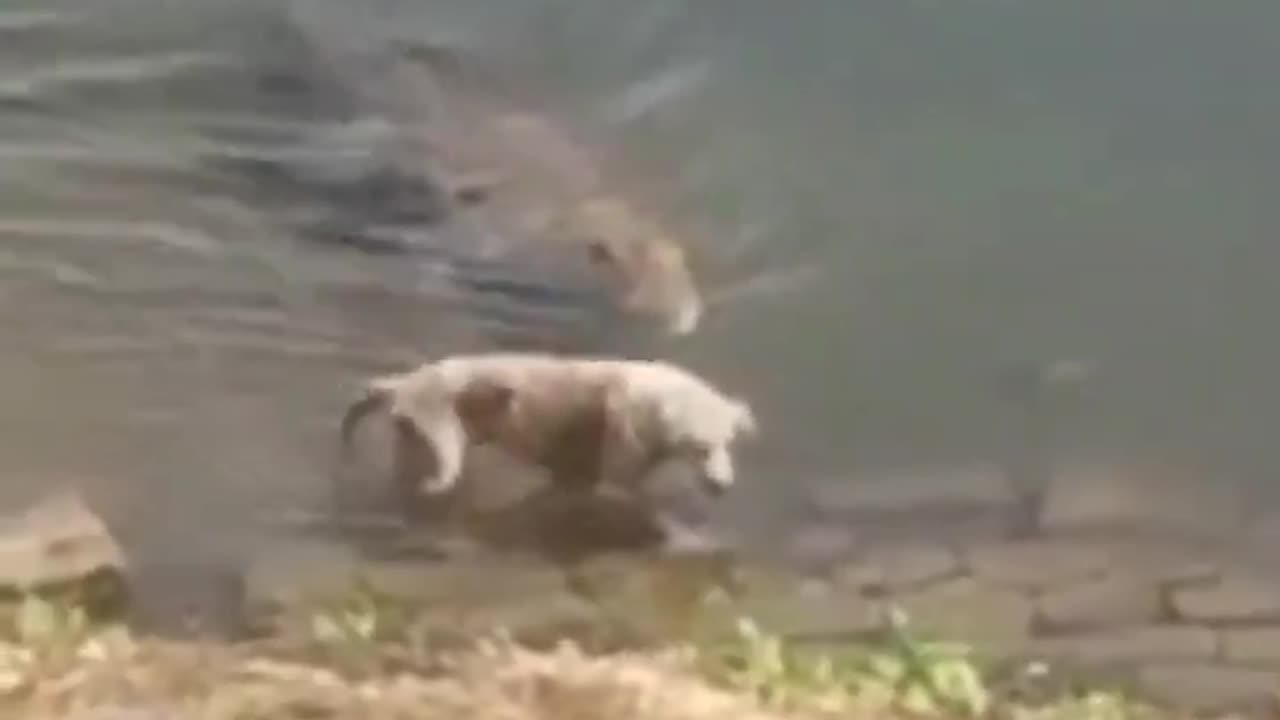 Dog Ambushed By Gator