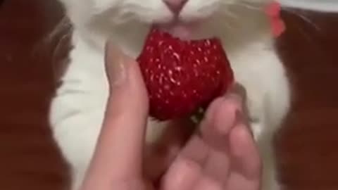 cute animals #shorts,best cat animal funny video