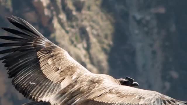 Drone flight