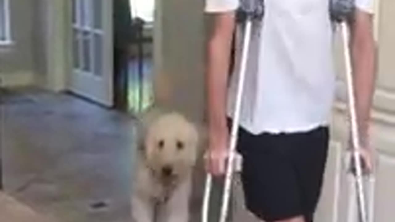 Dog perfectly imitates owner on crutches