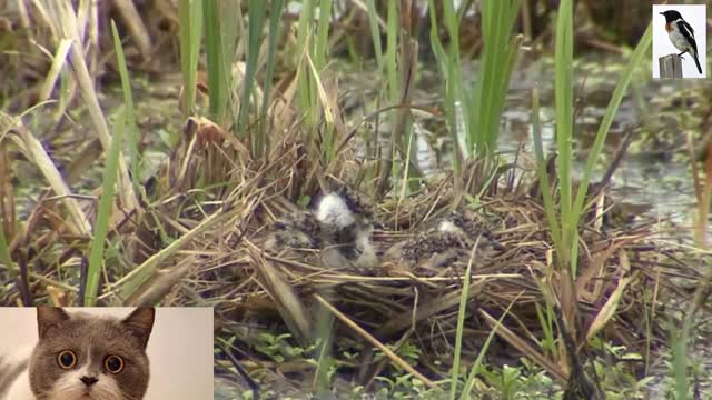 Put a video recorder next to the bird's nest, the mother bird is back