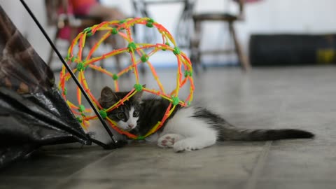 This kittens having a ball