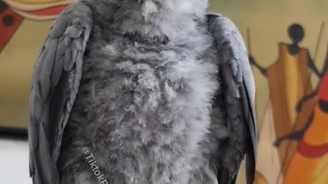 Talented Parrot Likes TikTok