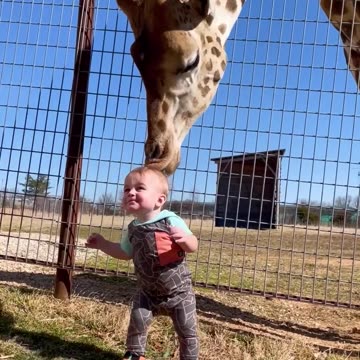 Cute giraffe gives baby smooches!!!!?