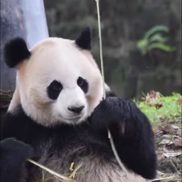 Am I skilled at eating bamboo #panda