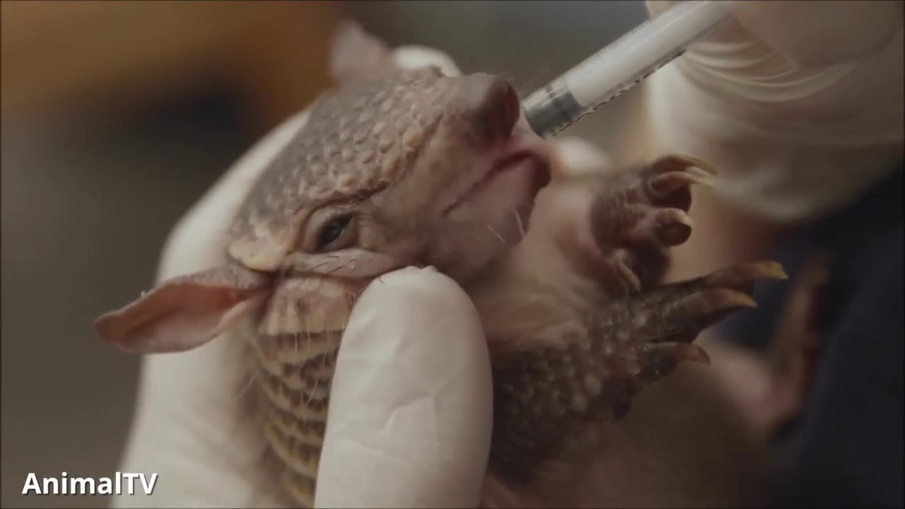 Cute Armadillo compilation