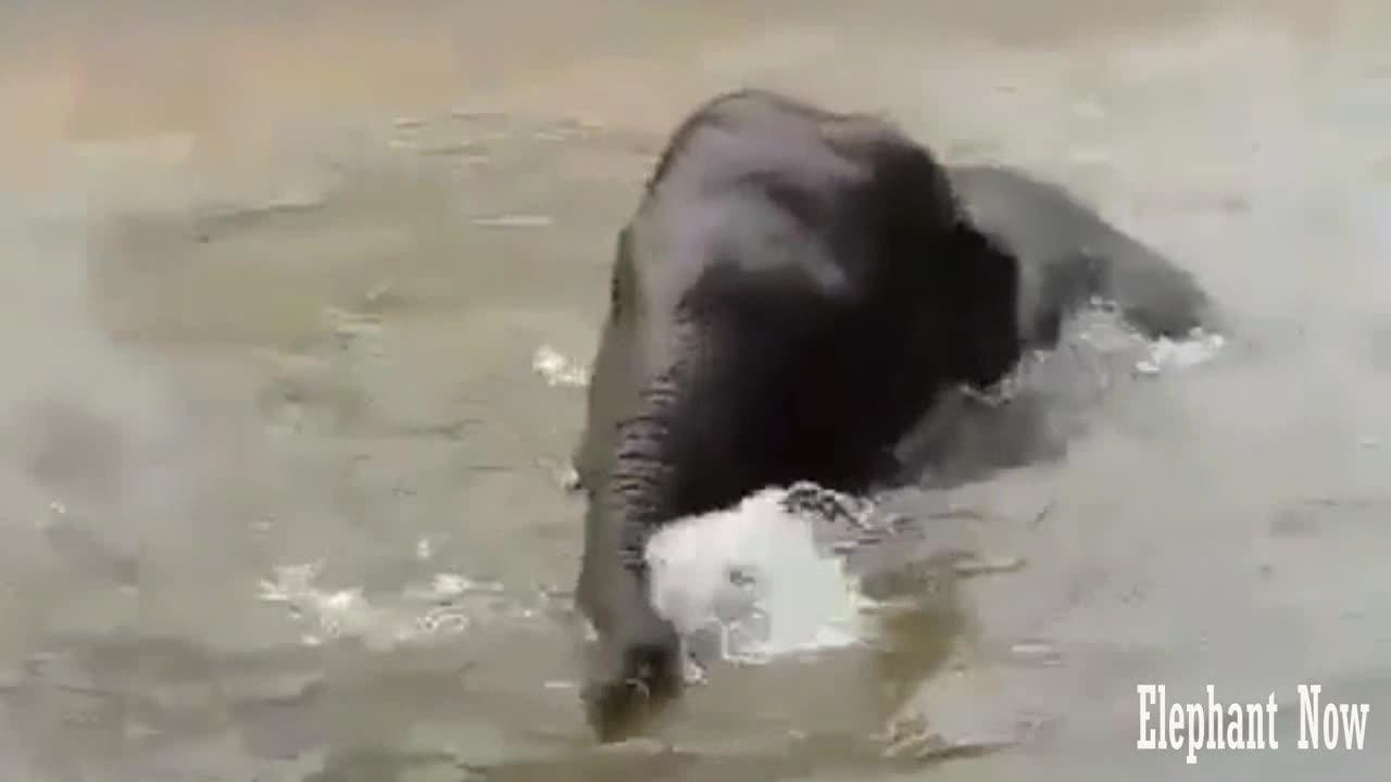 Elephant Has Been Diving inThe lake For A Long Time