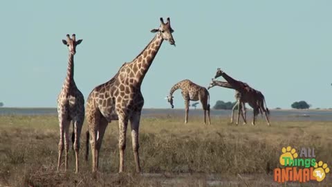 GIRAFFE | Animals For Kids | All Things Animal