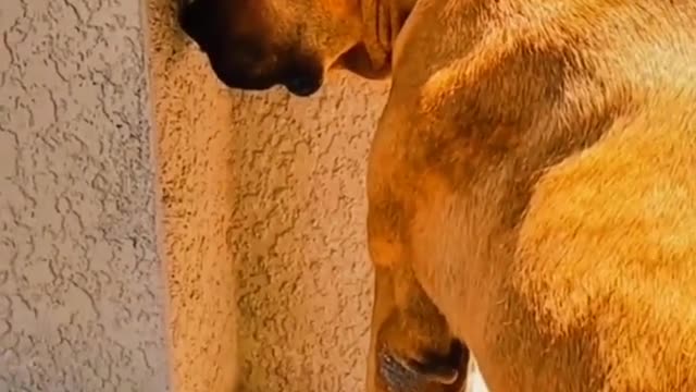 Check out the many displays of adorable pets.(13)