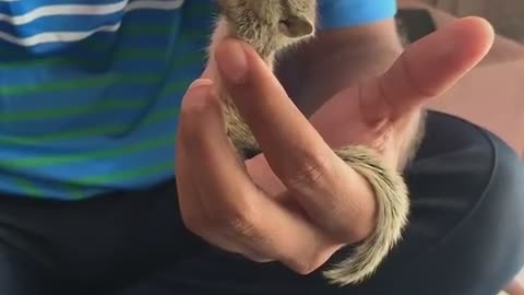 Catbirali videos