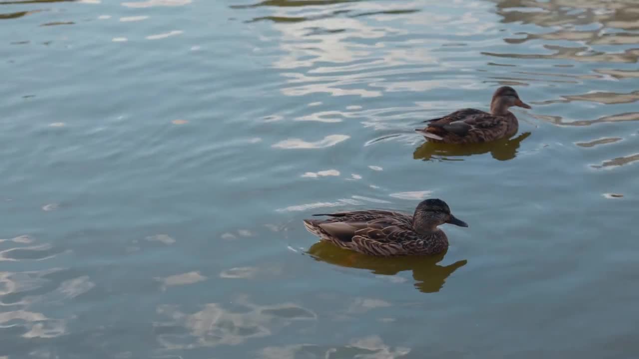 ducks swim in the pond