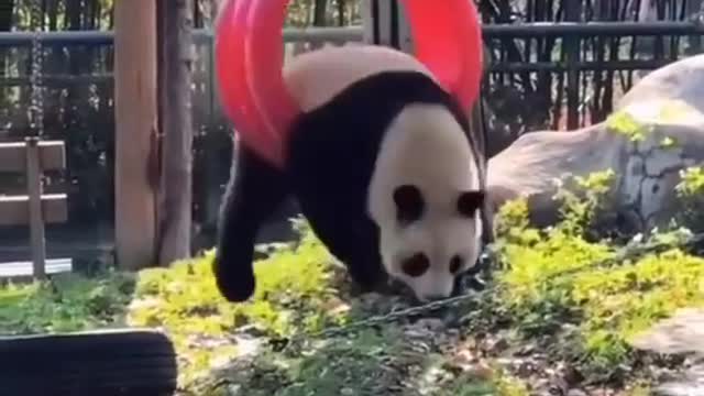 Cute Panda funny videos trending