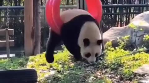 Cute Panda funny videos trending