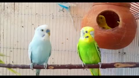 Cute birds playing