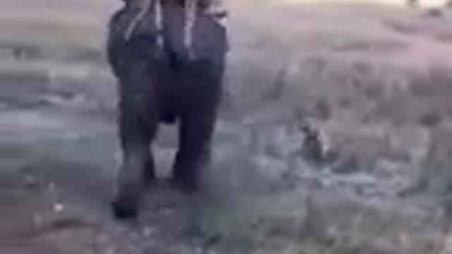 Funny Elephant cat dog animals videos (1)_