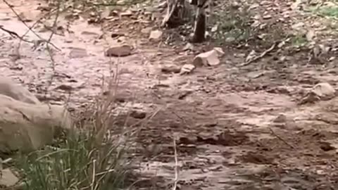 Tiger killed dog