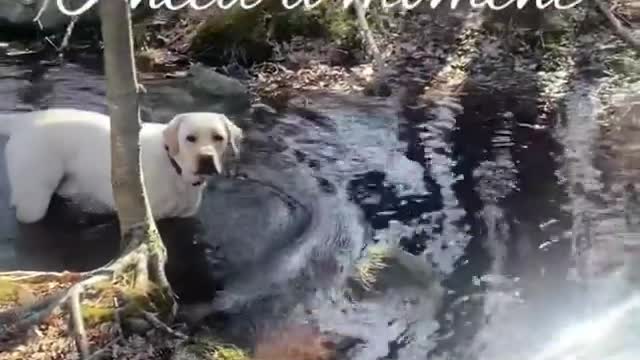 WHEN BUDDY ASK FOR HIS HAPPY TIME - FUNNY LABRADOR RETRIEVER - BUDDY #11 VIDEO!