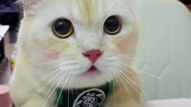 Hilarious Cat Viral Videos | Ultimate Cat Compilation 2019