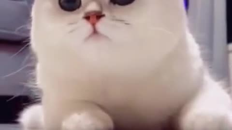 Cat Can Also Smile 😄