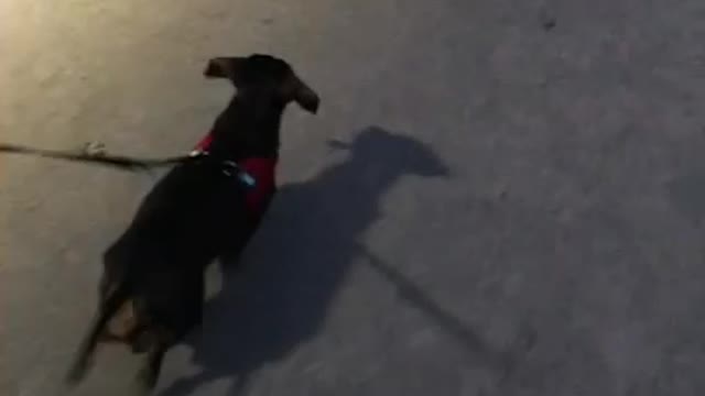 Choco Walking Video (Dachshund) Part 2