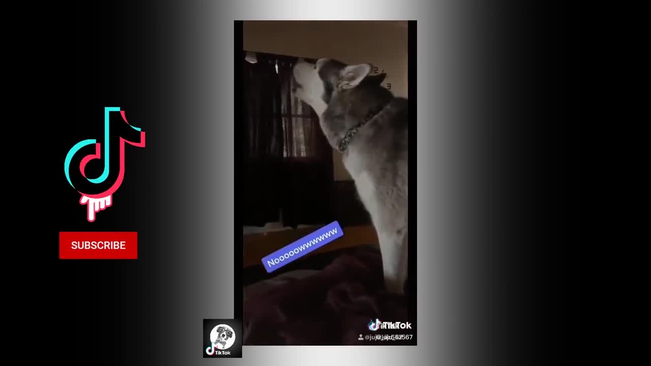 Funny Huskies videos