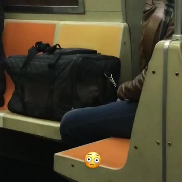 Man has his pet pig inside of a bag cage on subway train