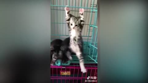 happy and playful cats