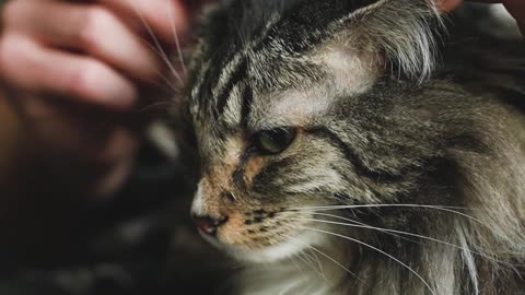 A Person Touching a Cat's Ears