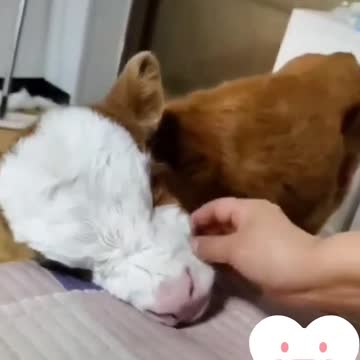 Cow getting affection