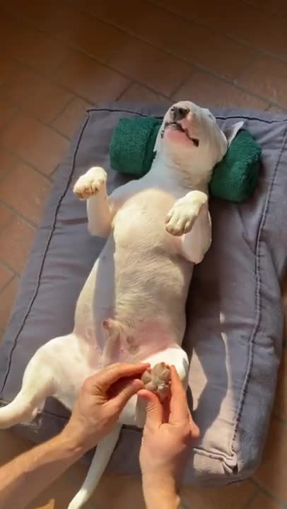 Baby Dogs 🐶 Cute and Funny Dog Videos Puppy Dogs Compilation