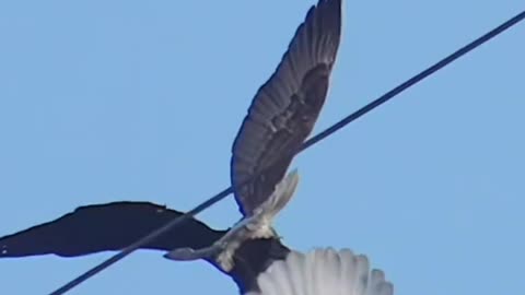 Wow! Two American Eagles are flying and fighting together! #world