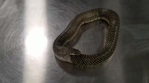 Snake eating itself