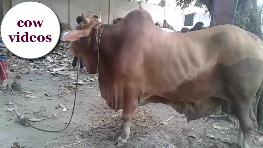 big cow for bangladesh/fanny cow videos