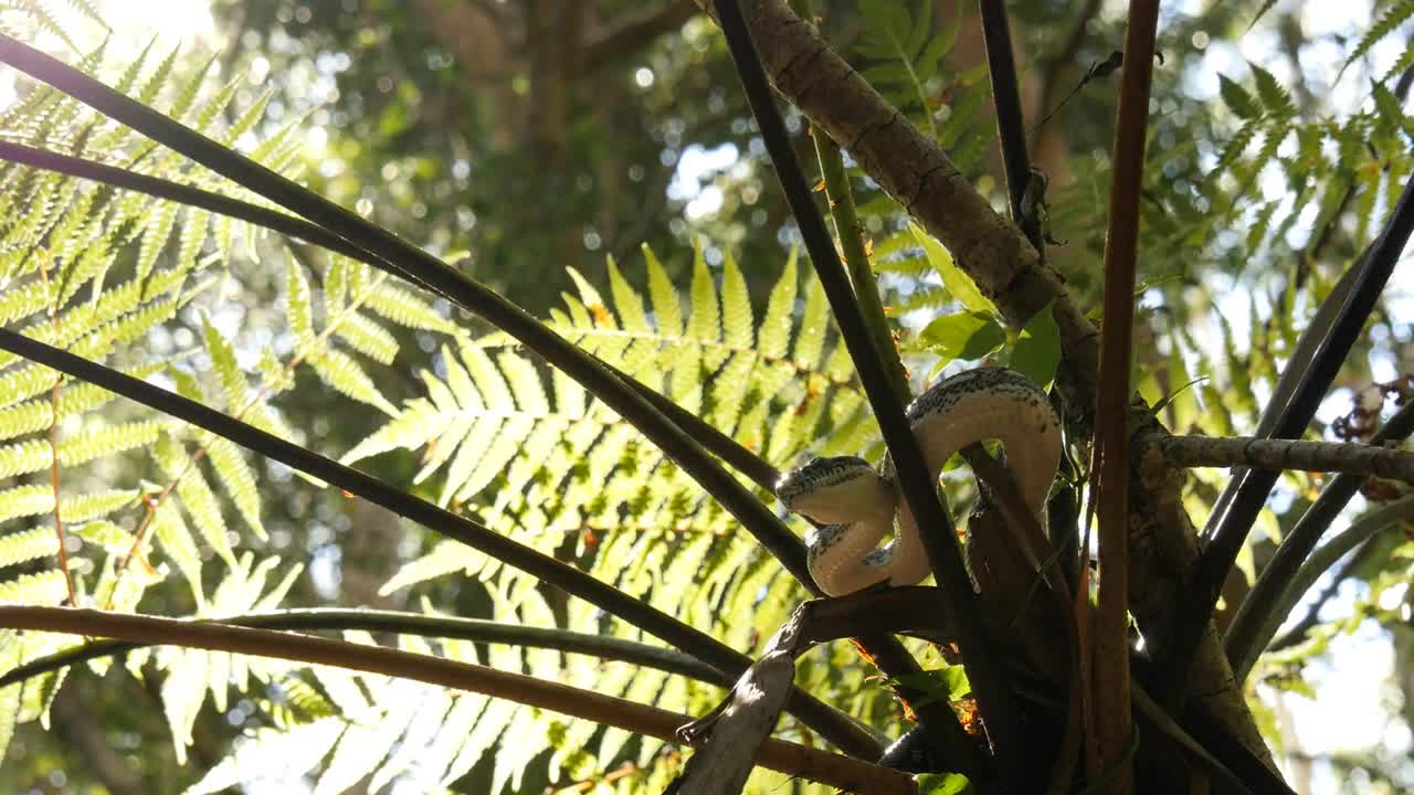 Snake reptile in tree Diamond Python