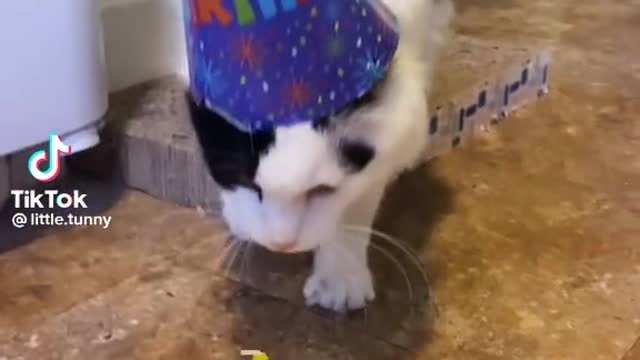 Good cat