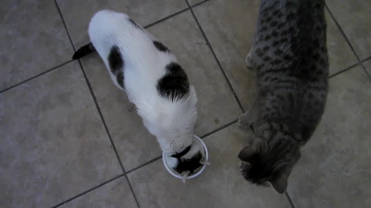 Selfish cat won't share her yogurt