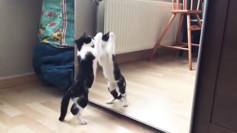 The cat is surprised to see himself in the mirror