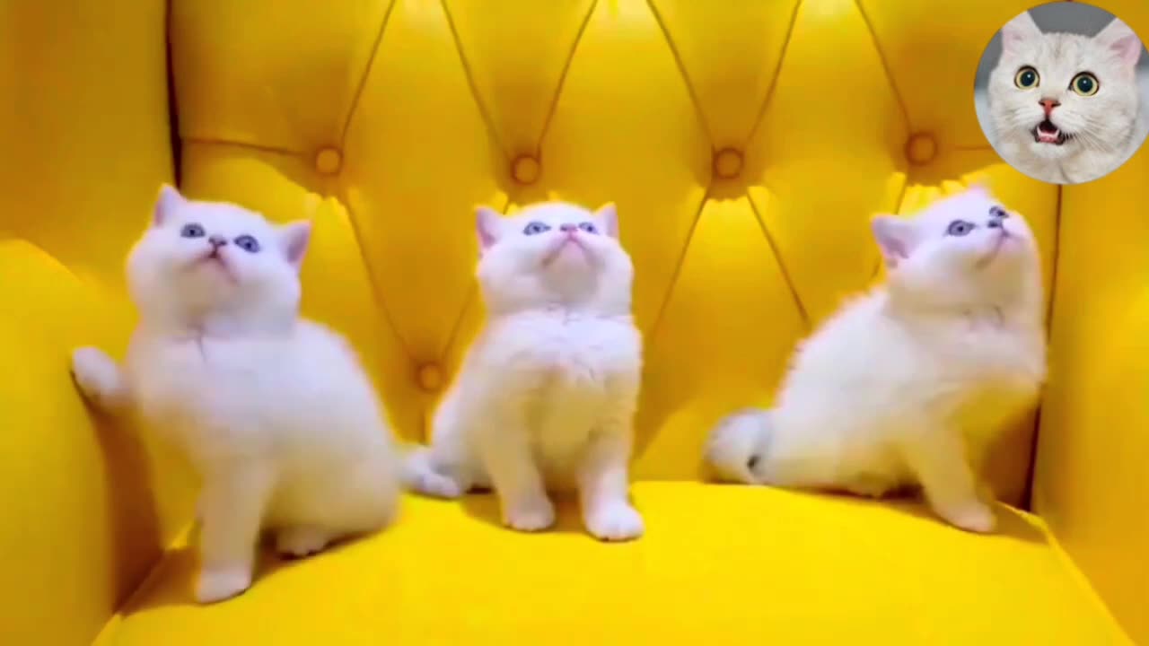 Cutee Kitten | Cutee Cats | Cutee Meow | Cat Sound