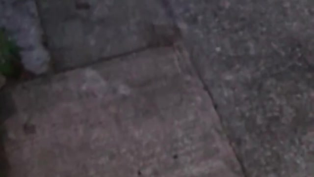 Little Bird Causes Big Scare