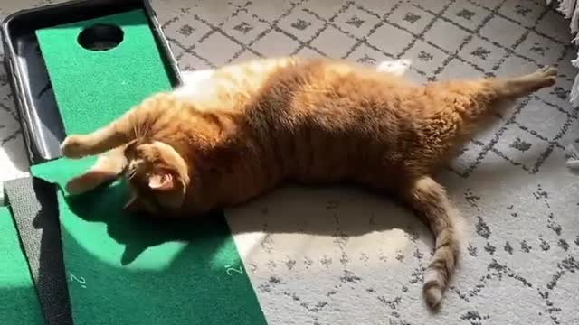 "STARVING for attention #Bug 🐛⁠ PS: I am on a diet since being rescued."