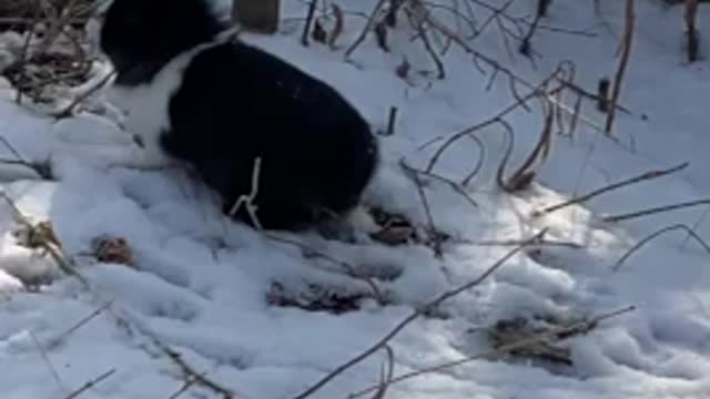 A cute black rabbit